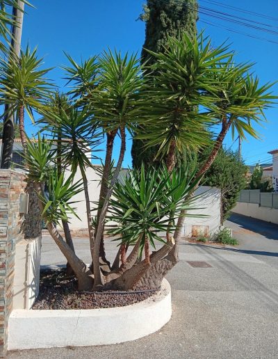 Entretien de Jardin à Sanary-sur-Mer